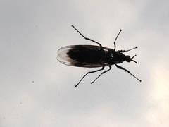 Dilophus febrilis