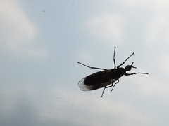 Dilophus febrilis