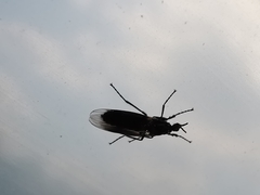Dilophus febrilis
