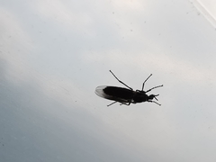 Dilophus febrilis