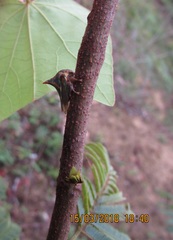 Umbonia crassicornis