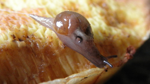 Pellucid Glass-snail