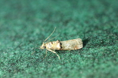 Trachonitis cristella