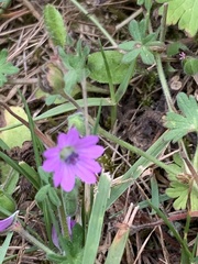 Geranium pyrenaicum