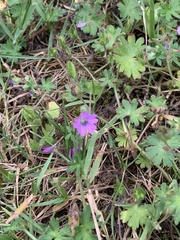 Geranium pyrenaicum