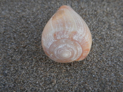 Conus figulinus
