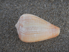 Conus figulinus image