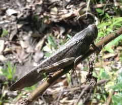 Anacridium aegyptium