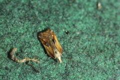 Acleris cristana