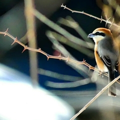 Lanius bucephalus