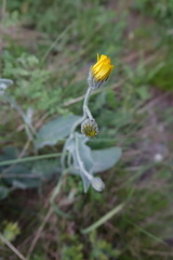 Hieracium tomentosum