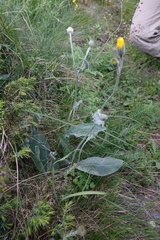 Hieracium tomentosum
