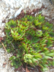 Sempervivum tectorum