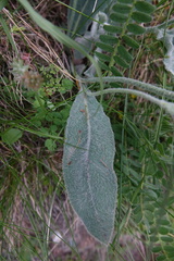 Hieracium tomentosum