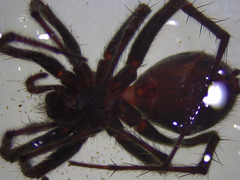 Pardosa nigra
