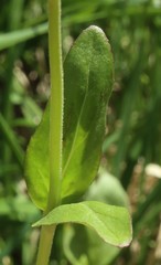 Epilobium lactiflorum