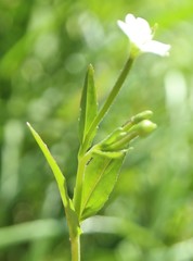 Epilobium lactiflorum