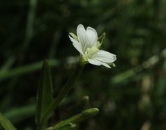 Epilobium lactiflorum