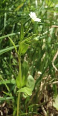Epilobium lactiflorum