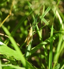 Pseudochorthippus parallelus