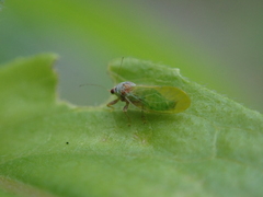 Psylla buxi
