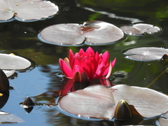 Nymphaea