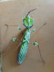 Idolomantis diabolica
