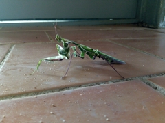Idolomantis diabolica