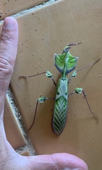 Idolomantis diabolica