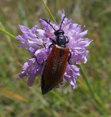 Lydus trimaculatus italicus