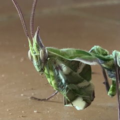 Idolomantis diabolica
