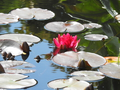 Nymphaea