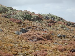 Charadrius obscurus obscurus