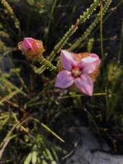 Sonderothamnus speciosus