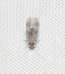 Homilopsocidea