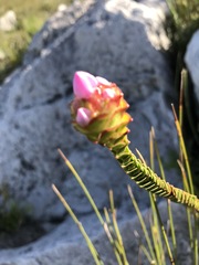 Sonderothamnus speciosus