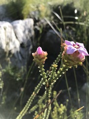 Sonderothamnus speciosus