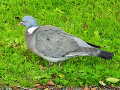 Columba palumbus