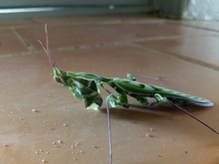 Idolomantis diabolica