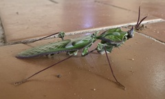 Idolomantis diabolica