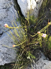Sonderothamnus speciosus