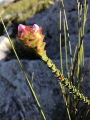 Sonderothamnus speciosus