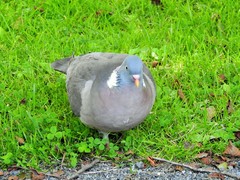 Columba palumbus