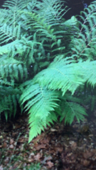 Matteuccia struthiopteris