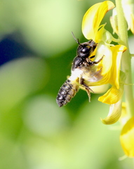 Megachile disjunctiformis