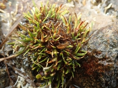 Oreobolus impar