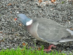 Columba palumbus