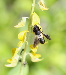 Megachile disjunctiformis