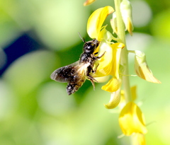 Megachile disjunctiformis