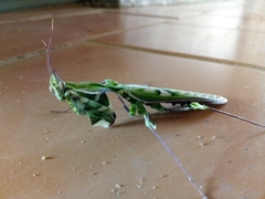 Idolomantis diabolica